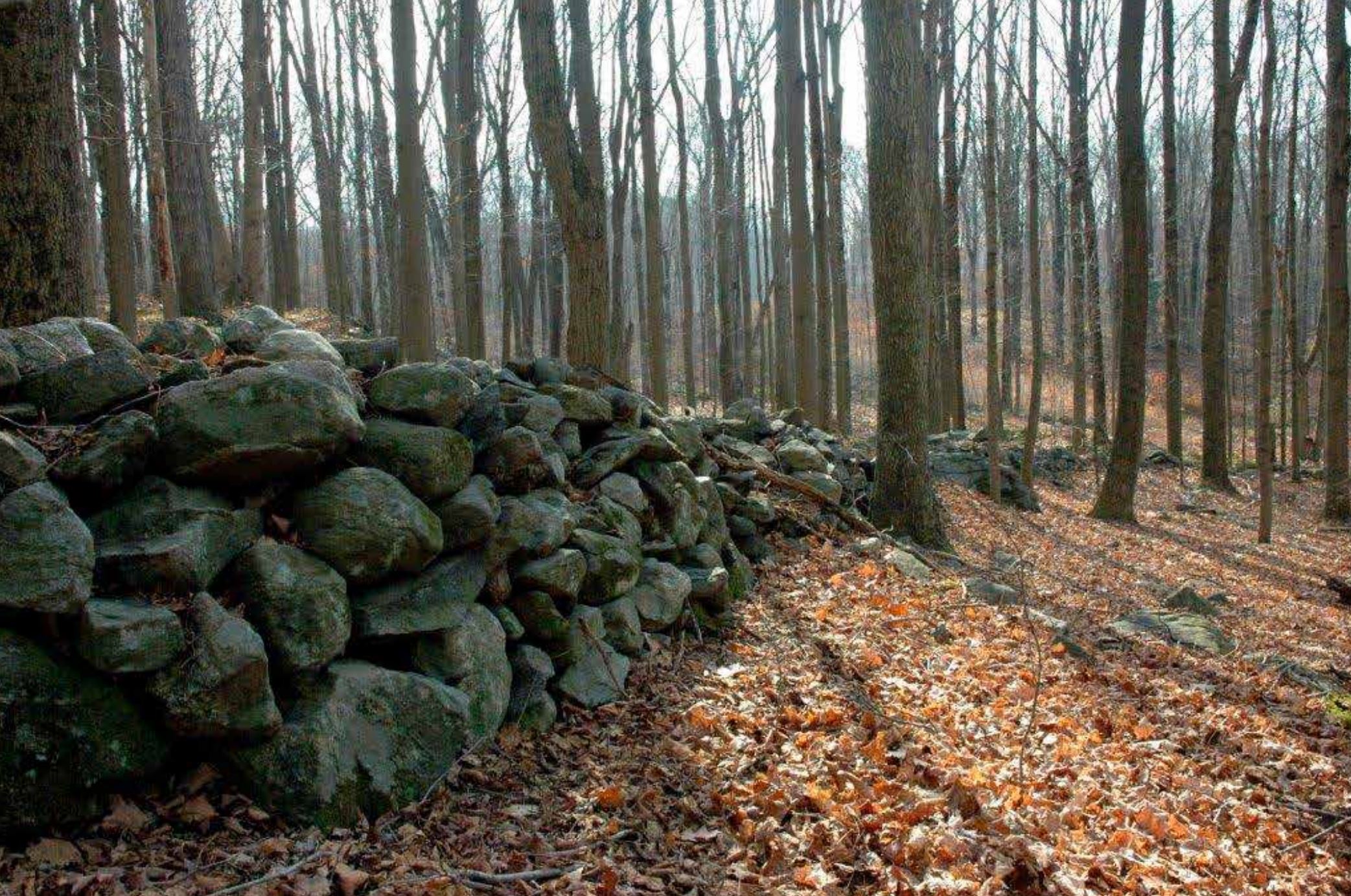 Country roads in Massachusetts passing by stone walls amidst woods, remnants of colonial-era farms. Forests have reclaimed the land as farming declined.