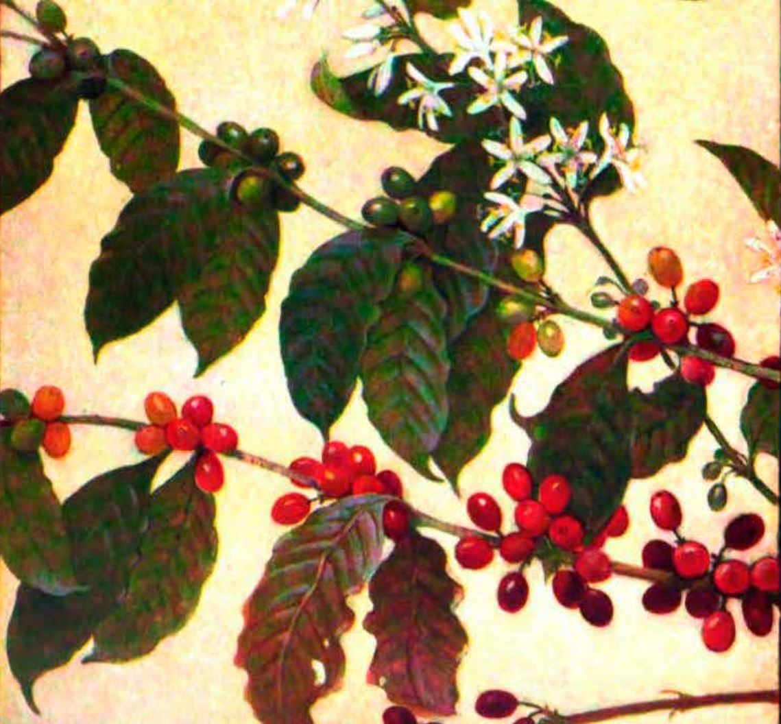 Coffee beans in a holiday mood