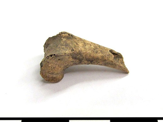  Scoter (sea duck) bone. Tibiotarsus (foot) fragment. Spectacle Island, MA.