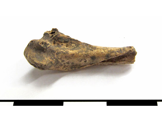  Bay duck bone. Femur (leg) fragment. Spectacle Island, MA.