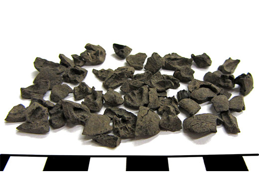  Hickory nut shell fragments. Carbonized from burning. Spectacle Island, MA. These are the only remains of edible plants found in the midden and were preserved because they were thrown into a fire. They were gathered in the fall, possibly from trees on the island, but more likely were brought over from the mainland.
