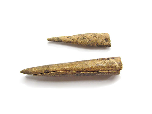  Projectile point or awl tips. Bone, Ground and polished. Spectacle Island, MA.