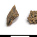 Sturgeon (fish) bones