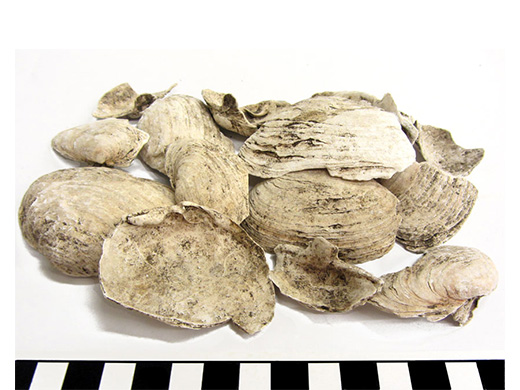  Clam shells. Spectacle Island, MA. Soft-shell clam fragments made up the bulk of the Spectacle Island shell midden. Counting samples of hinge fragments and measuring shell size allowed archaeologists to suggest how much shellfish meat was consumed or processed on the island over a period of approximately 600 years.