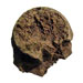 Harbor seal bone. Phalanx epiphysis (flipper) fragment. Spectacle Island, MA.