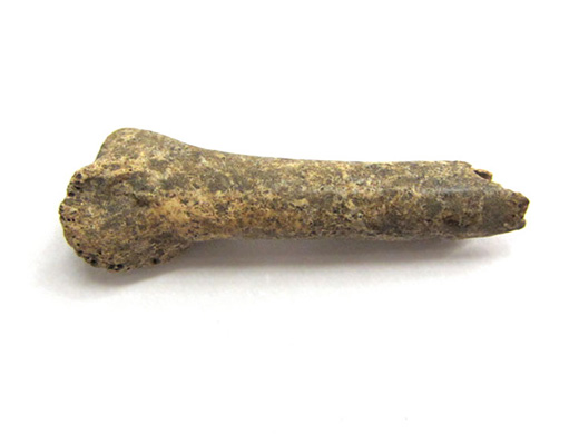  Black duck bone. Ulna (wing) fragment. Spectacle Island, MA.