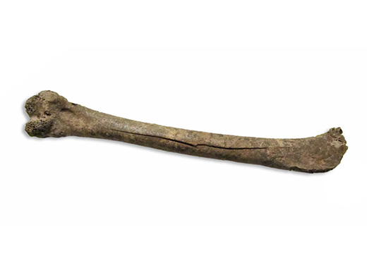  Brant (small goose) bone. Humerus (wing) fragment. Spectacle Island, MA.